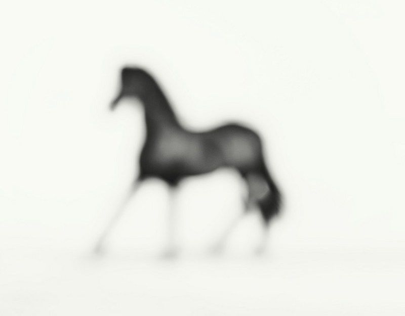 800x625 Photography Alistair Taylor Young Horse Study Paintings