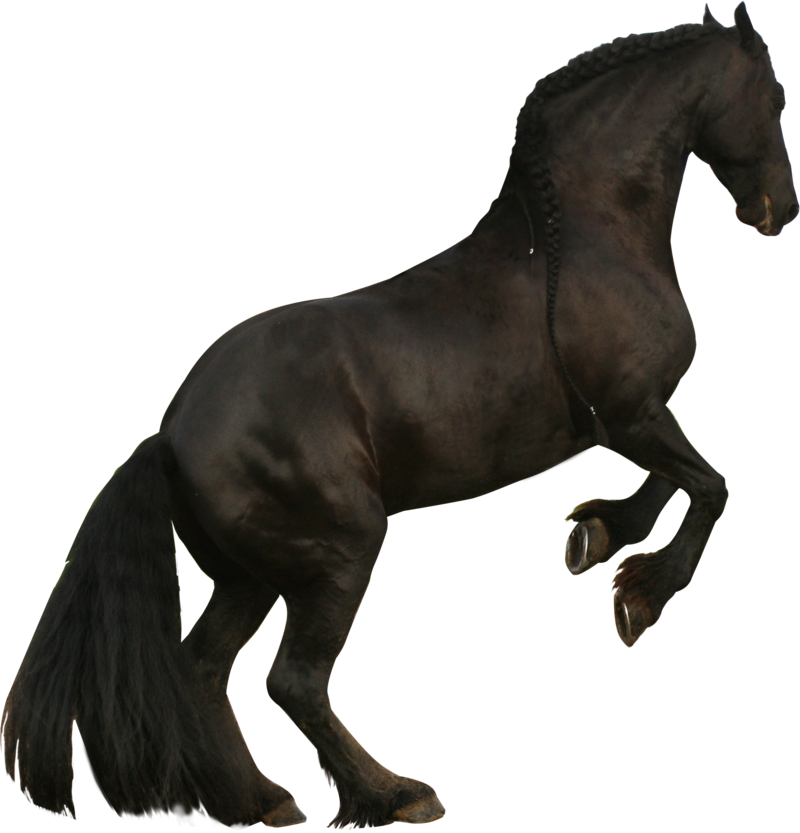 800x833 vector horses rearing transparent png clipart free download
