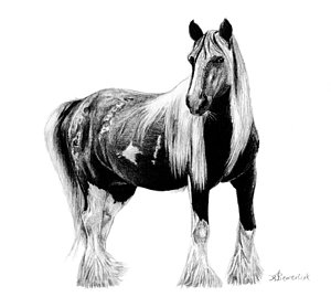300x269 White Horse Drawings