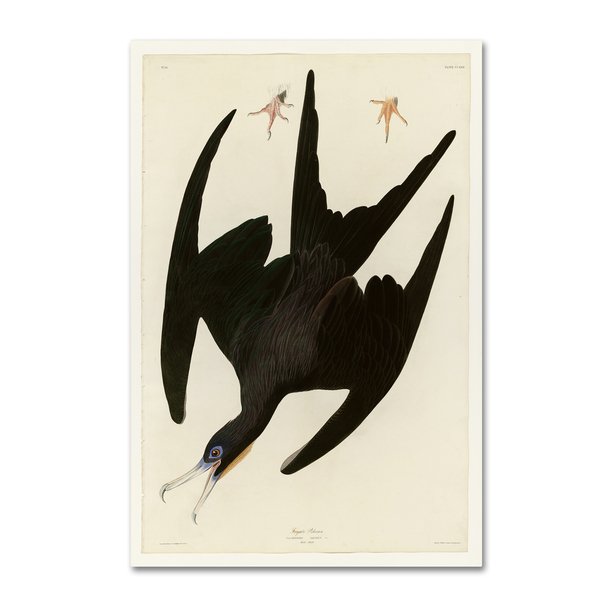 600x600 shop audubon 'frigate pelicanplate canvas art