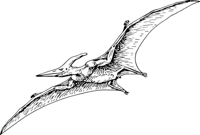 640x432 The Enigmatic Frigate Bird