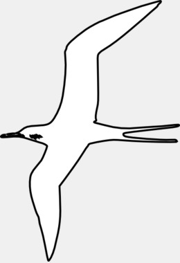 260x380 Bird, Drawing, White, Transparent Png Image Clipart Free Download