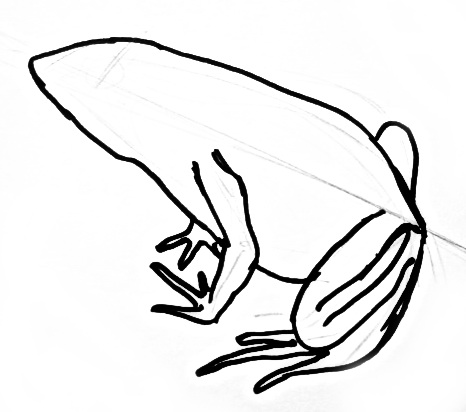 466x412 How To Draw A Frog