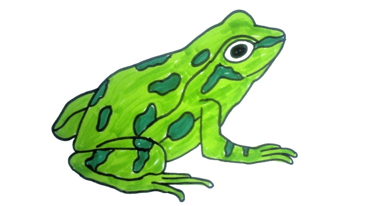 1280x720 How To Draw A Frog Easy Step