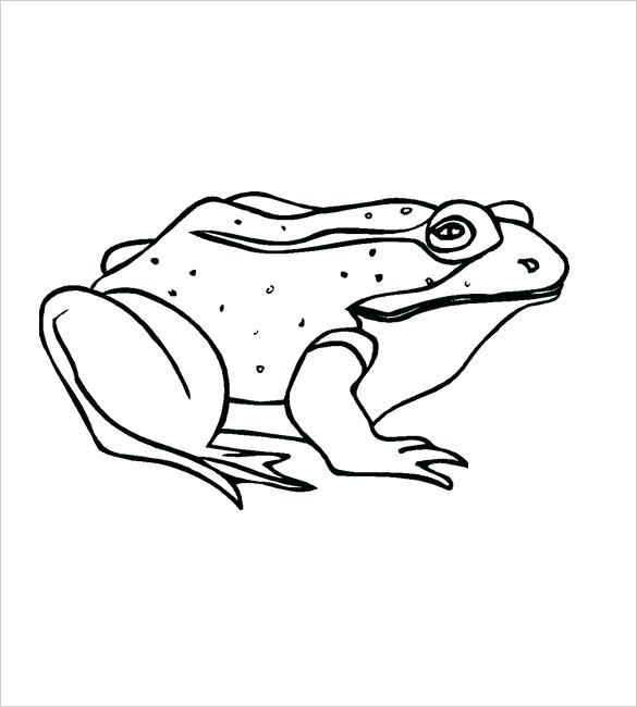 585x650 Frog Picture For Kids Frog Template For Kids Worksheet Cloud