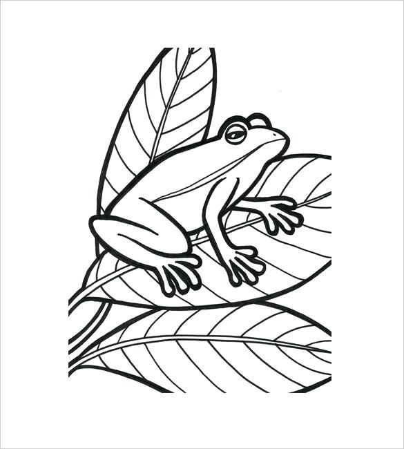 585x650 How To Draw A Tree Frog Draw Tree Frog
