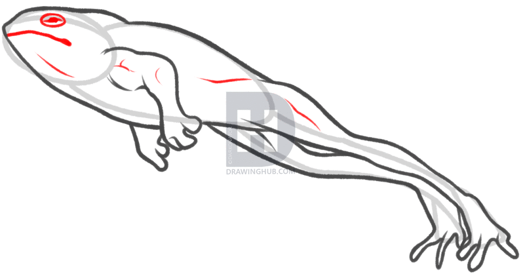 1080x567 How To Draw A Jumping Frog, Step