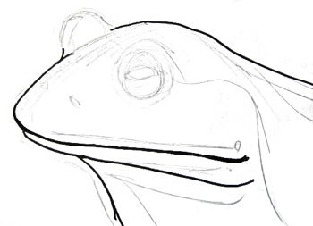 350x253 How To Draw Frog Head And Face