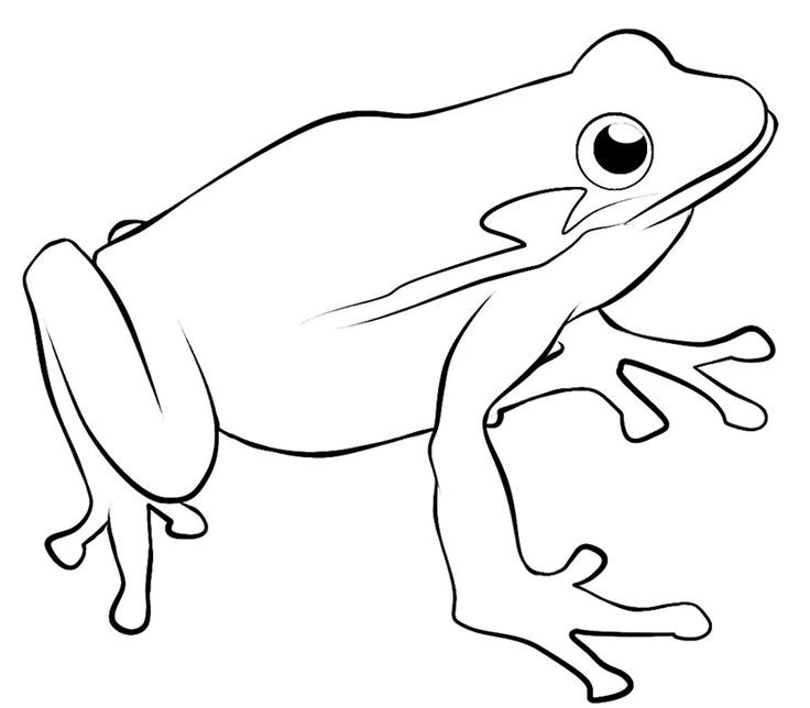 736x644 Frog Line Drawing