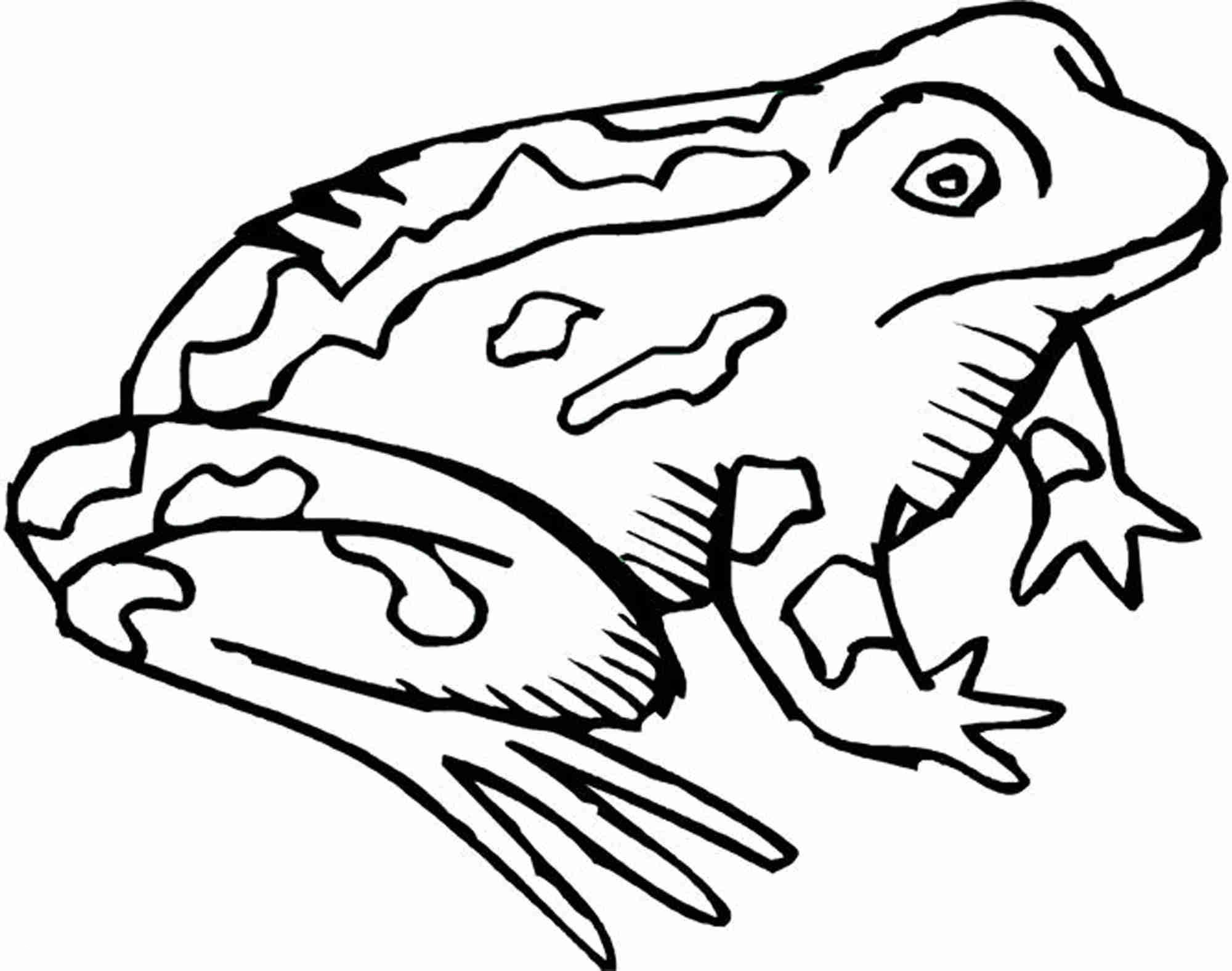 2000x1577 Toad Drawing African Clawed Frog For Free Download