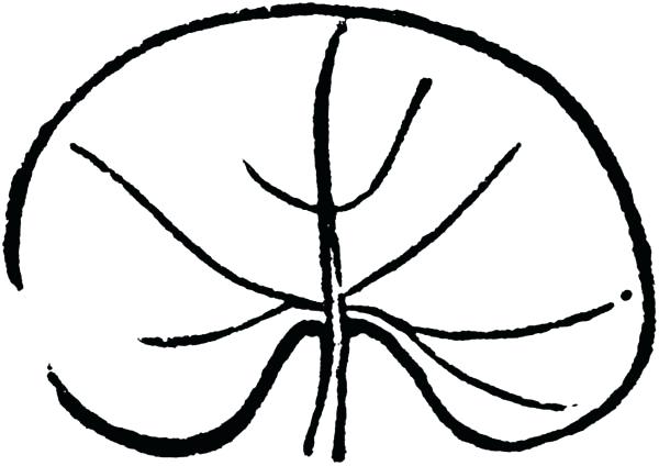 600x424 lily pad outline lily pad flower drawing at free for personal use