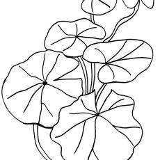 230x230 Lovely Design Lily Pad Coloring