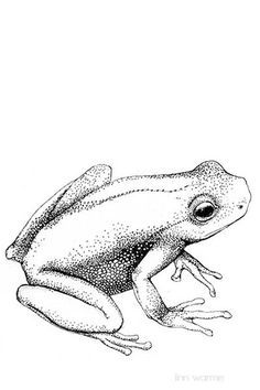 236x354 Gtgt Tattoo Envy Gt Frog Drawing, Frog