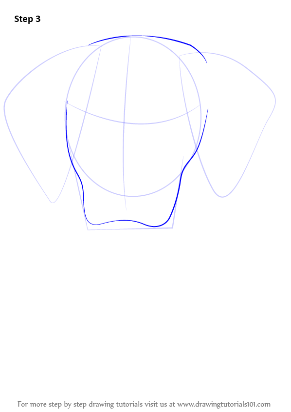 598x844 Boxer Drawing Front Face For Free Download