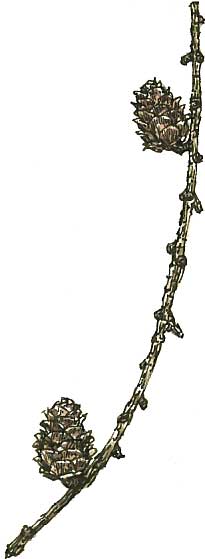 205x559 Ducks On Ice Wild Yorkshire