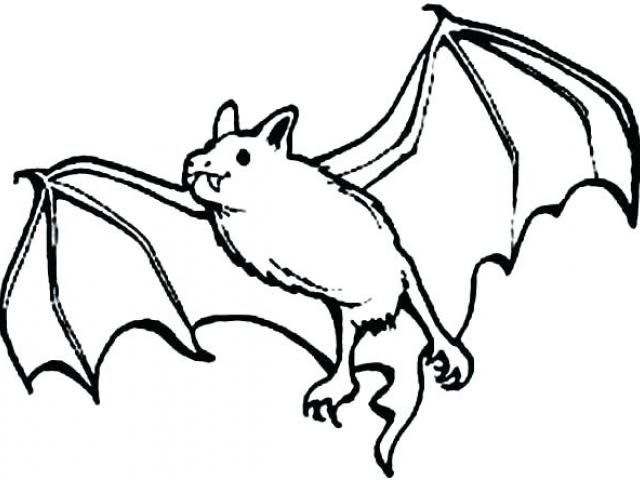 640x480 Drawn Squirrel Fruit Bat
