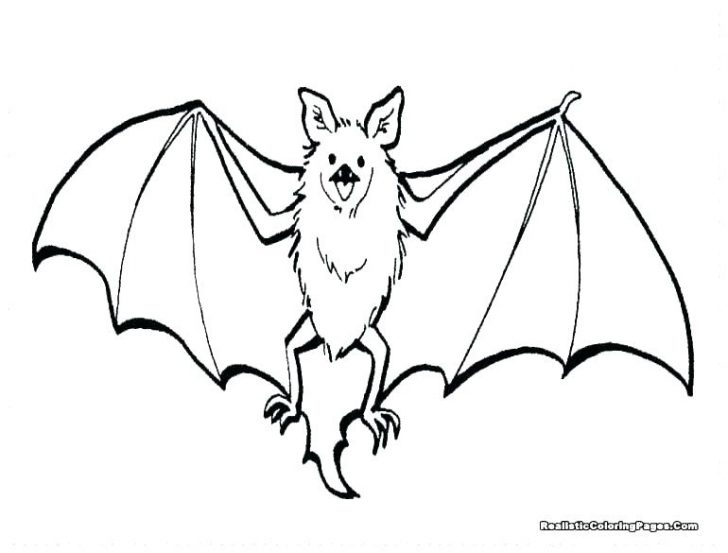 Fruit Bat Drawing | Free download on ClipArtMag