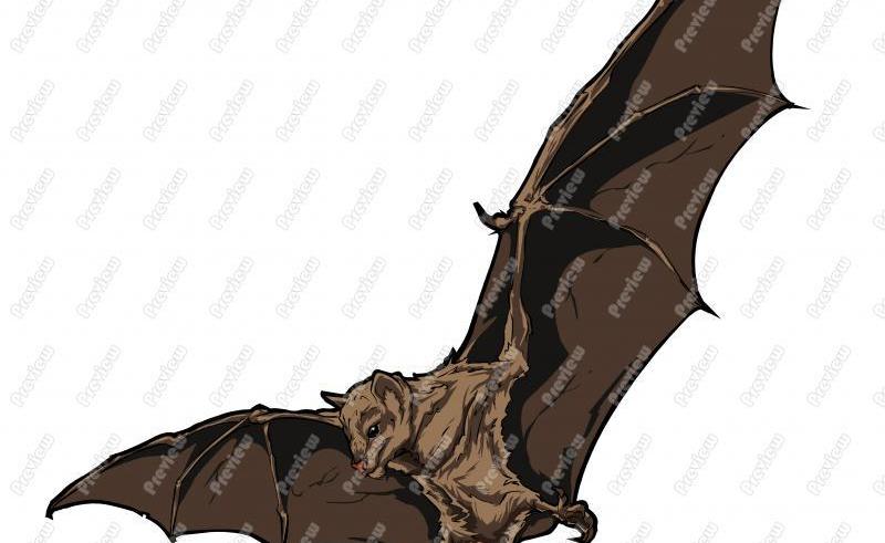 800x491 Fruit Bat Face Drawing Beauty Within Clinic
