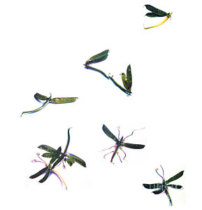 289x300 Fruit Flies Art