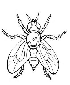 Fruit Fly Drawing | Free download on ClipArtMag