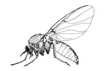 216x140 Black Fly Bites Usually Occur Near Flowing Streams And Rivers