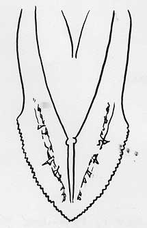 215x332 Caribbean Fruit Fly