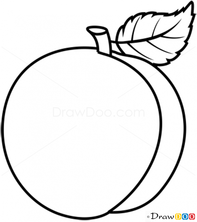 665x747 Fruit Drawing Line For Free Download