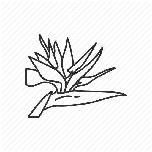 512x512 Fruit Salad Drawing