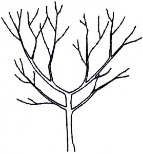 279x300 General Care Of Fruit Trees