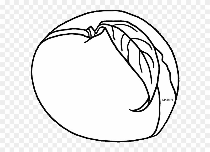 880x639 State Tree Fruit Of Alabama