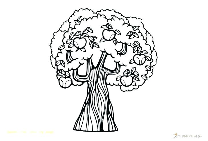 728x495 Coloring Pictures Of Fruit Trees Cherry Tree Drawing Pencil
