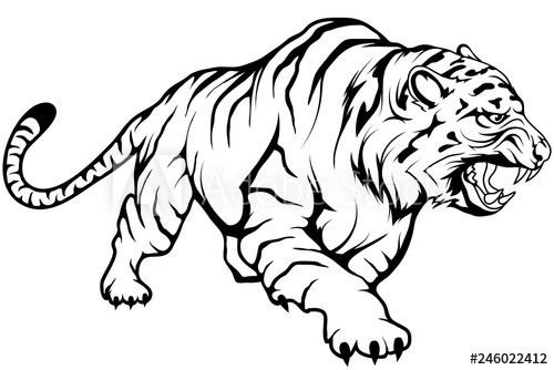 500x334 Tiger Vector Drawing, Tiger Drawing Sketch In Full Growth