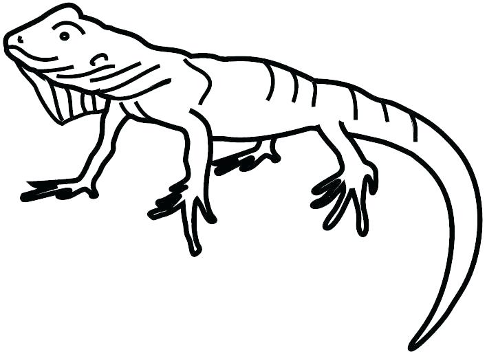708x515 Drawings Of Iguanas Full Size Of Iguana G Pages Printable