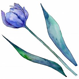 275x275 Botanical Drawings Photos And Images