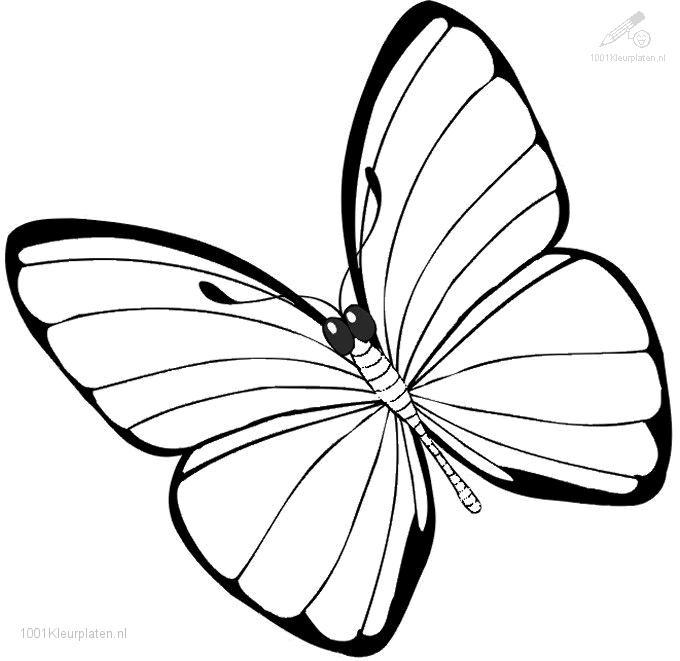 680x661 Butterfly