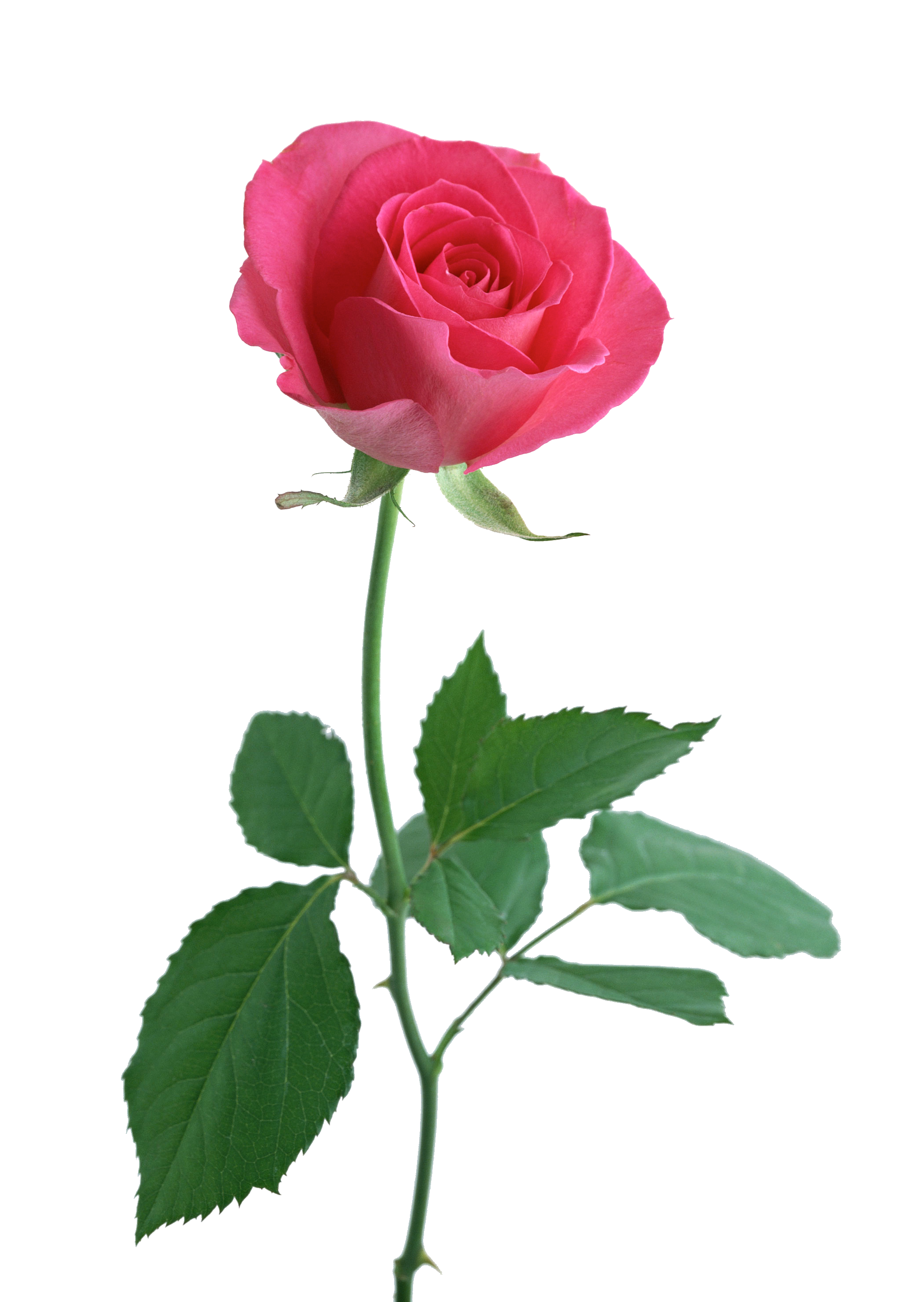 2094x2950 Collection Of Free Rose Drawing Unique Download On Ui Ex