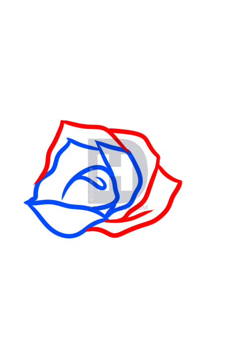 482x720 How To Draw A Gothic Rose, Step