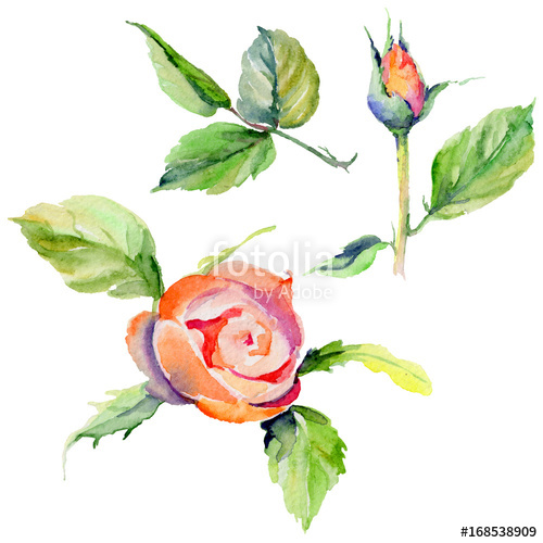 500x500 wildflower rose flower in a watercolor style isolated full name