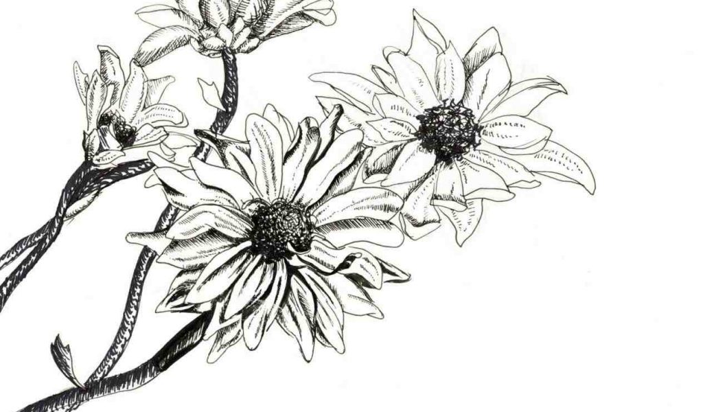 1024x600 The Images Collection Of Roses Art Drawing Ideas Flowers Fun