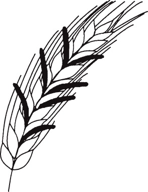 294x381 Clavicipitaceae