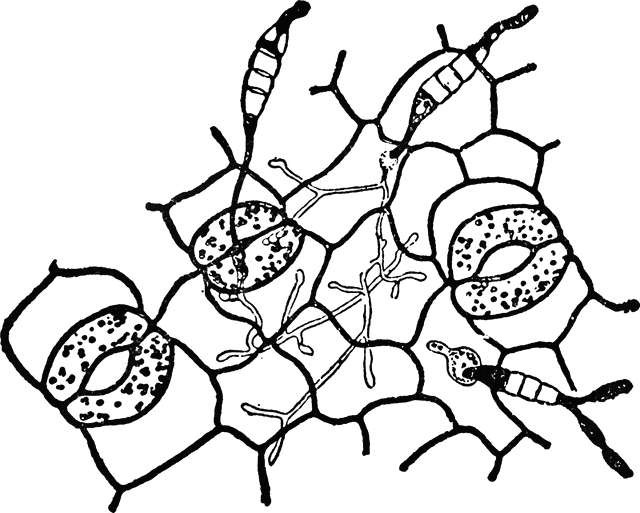 640x513 Fungi Clipart Etc