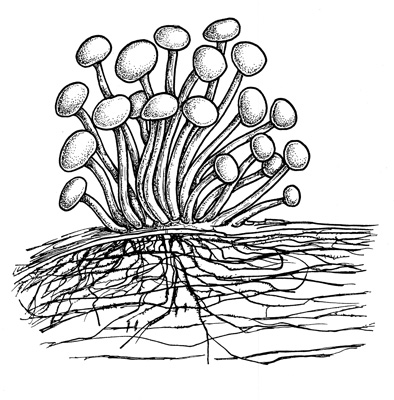 Fungi Drawing | Free download on ClipArtMag