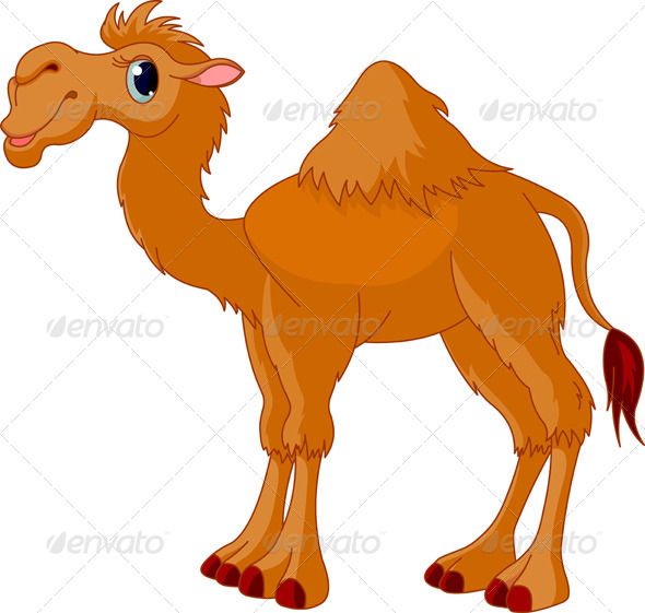 590x561 Flyer Template Layout Camel Animal, Funny