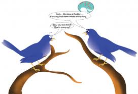 272x186 Funny Bird Drawing Funny Animal