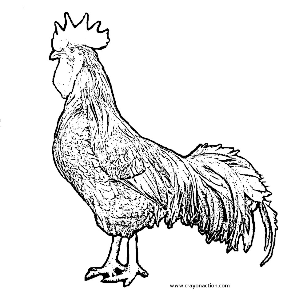 959x962 Funny Chicken Coloring Pages Fresh Hen Coloring