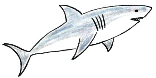 500x250 Easy Shark Drawing Step Easy Shark Draw Cute Easy Shark Drawing