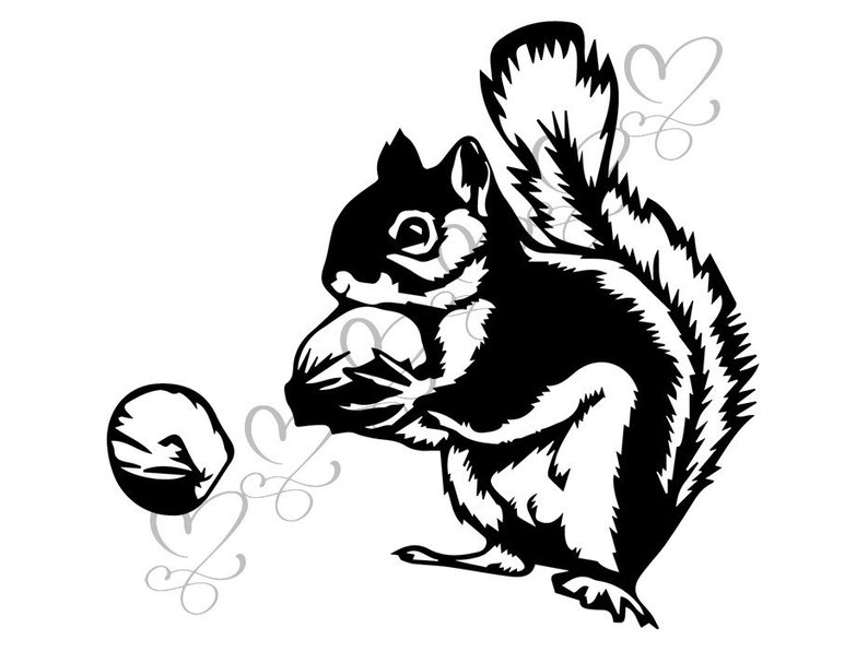 794x597 Squirrel Animal Cute Wildlife Nature Mammal Isolated Funny Etsy