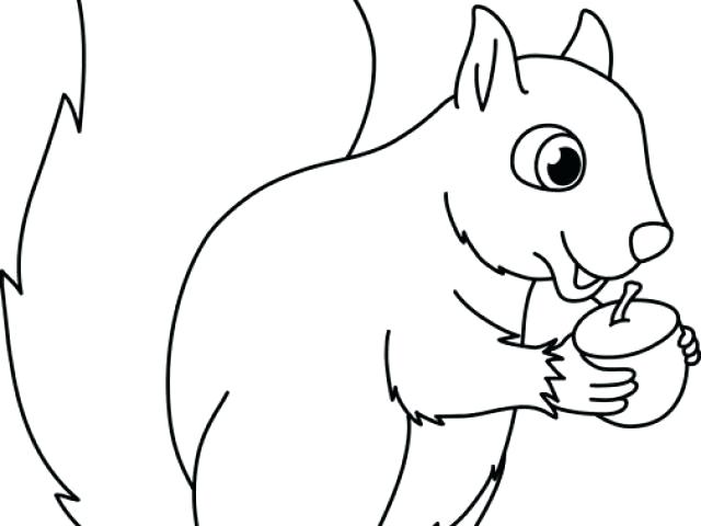 640x480 Red Squirrel Drawing
