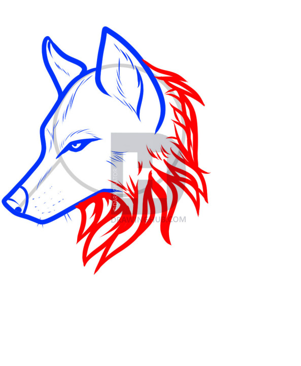 593x720 How To Draw A Wolf Tattoo, Wolf Tattoo, Step