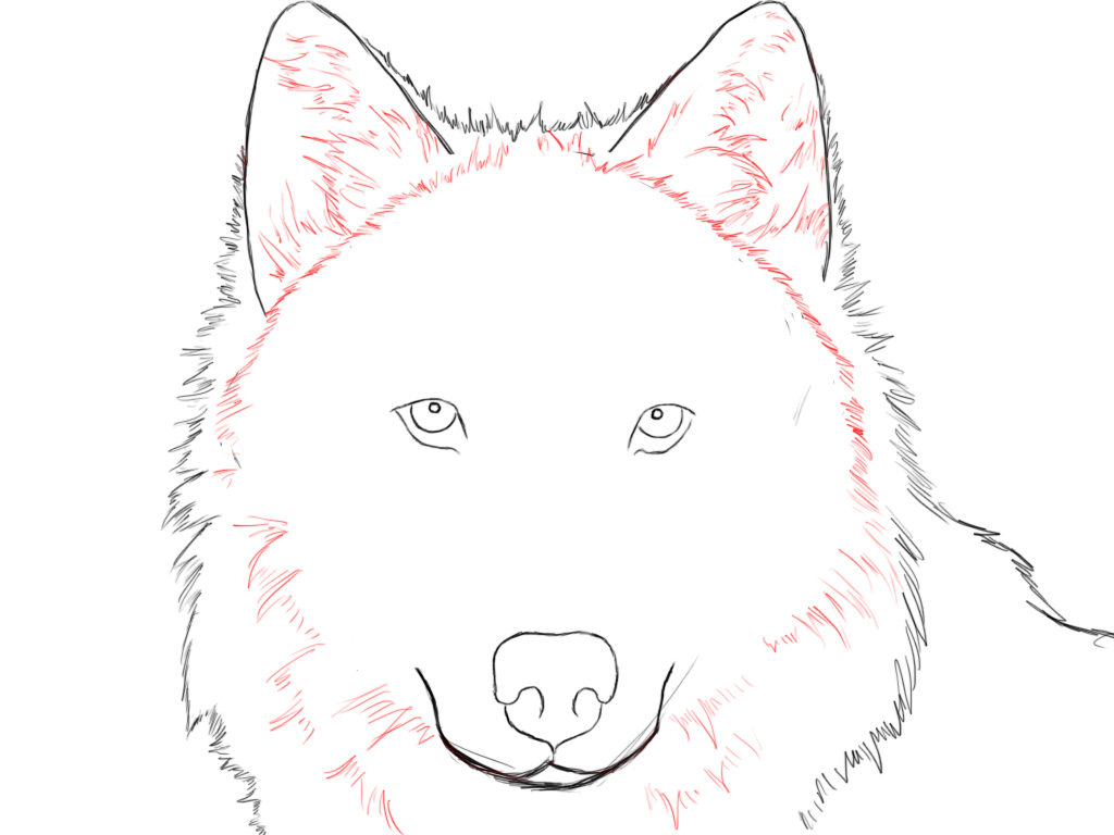 1024x768 How To Draw A Wolf Step